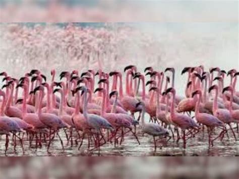 Why Are Thousands Of Flamingos Changing Their Route To Sambhar Lake ...