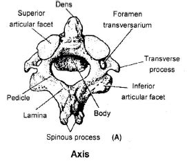 Skeletal System - Biology for Grade 11 PDF Download