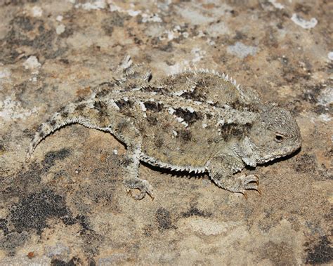 Greater Short-horned Lizard (Phrynosoma hernandesi) - North Dakota Herp ...