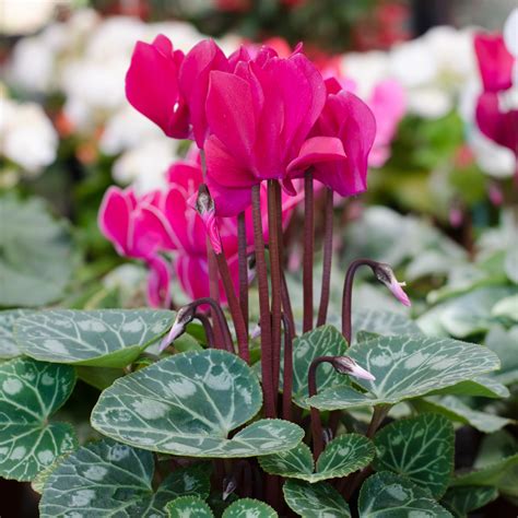 12 Best Plants And Flowers For Winter Gardens