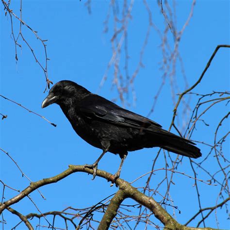 Großer schwarzer Vogel: Rabe oder Krähe? - Zirol