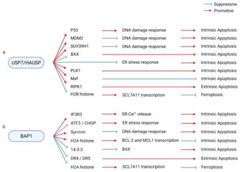 Deubiquitinases in Regulated Cell Death | Encyclopedia MDPI