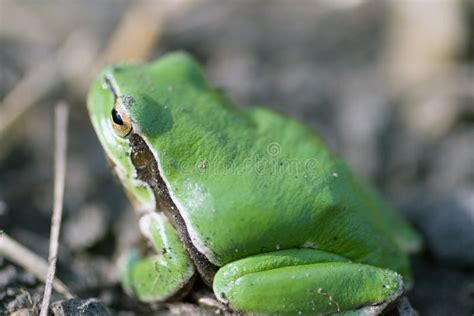 Image result for Tree Frog Sitting