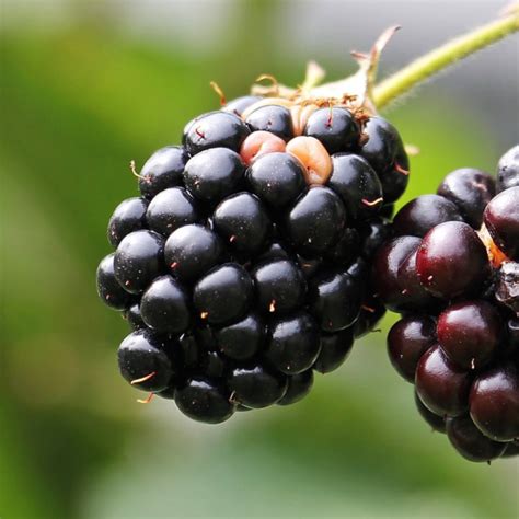 Memory Game Tutorial 的图像结果