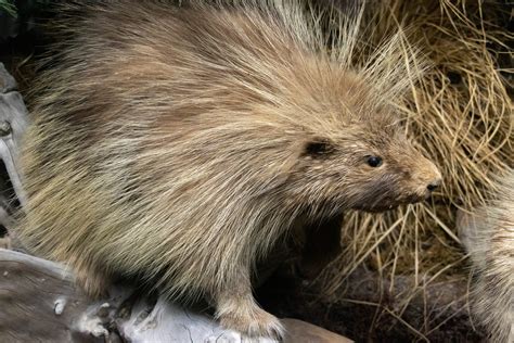Human Porcupine Attack The Truth About Porcupine Projectiles