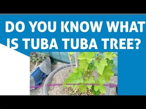 DO YOU KNOW WHAT IS TUBA TUBA TREE - YouTube