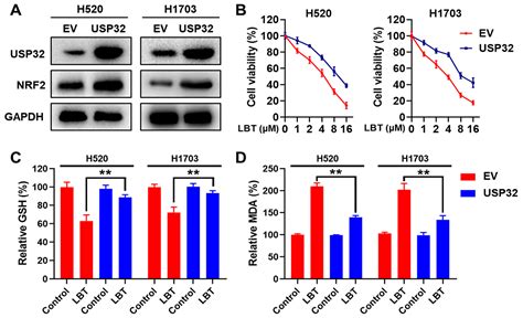 Lycobetaine Has Therapeutic Efficacy in Lung Squamous Cell Carcinoma by ...
