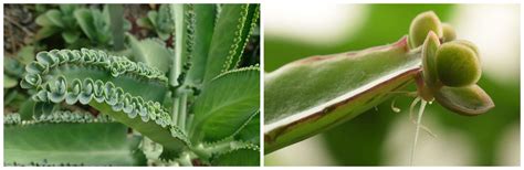 Subaerial stem, leaf modifications and bulbils — lesson. Science CBSE ...