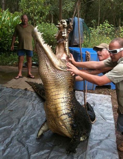 20,000 crocs in 37 years: Meet the real Crocodile Hunter - Rediff.com ...