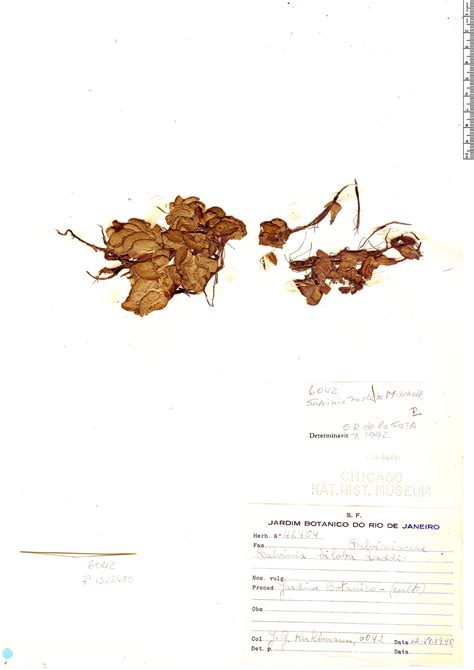 Salvinia molesta | Rapid Reference | The Field Museum