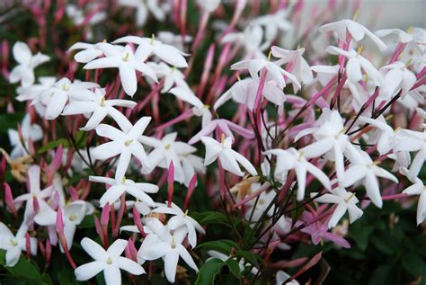Jasmine Flower Smell - panitiklance