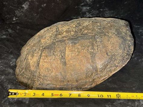 Image result for Defleshing Snapping Turtle Shell