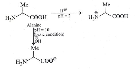 Alanine, the amino acid the respective structure at pH = 2 and pH = 10 ...