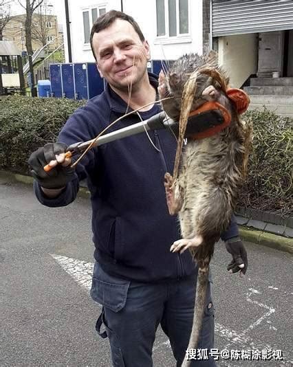吓人！半米大老鼠惊现英国街头，专家估计而后巨鼠数量达1.5亿_下水道