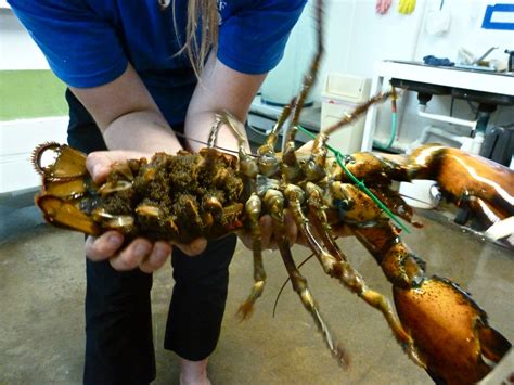 Bildergebnis für crab+and+lobster+pregnant