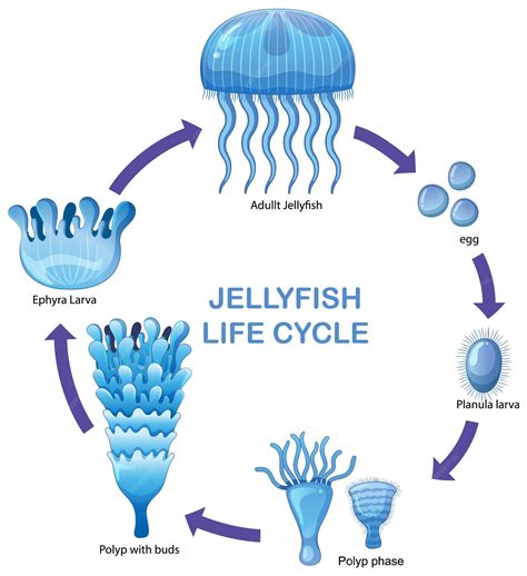 Premium Vector | Jellyfish life cycle stages