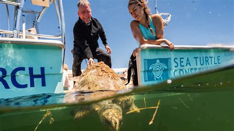 Loggerhead migration and behavior from the Archie Carr NWR - Sea Turtle Conservancy