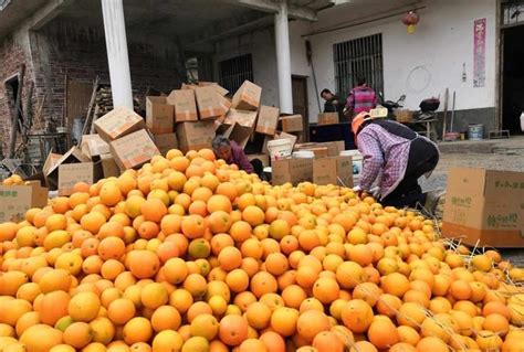 当朋友圈的江西人都在卖脐橙，产地的果农正在经历什么 - 知乎
