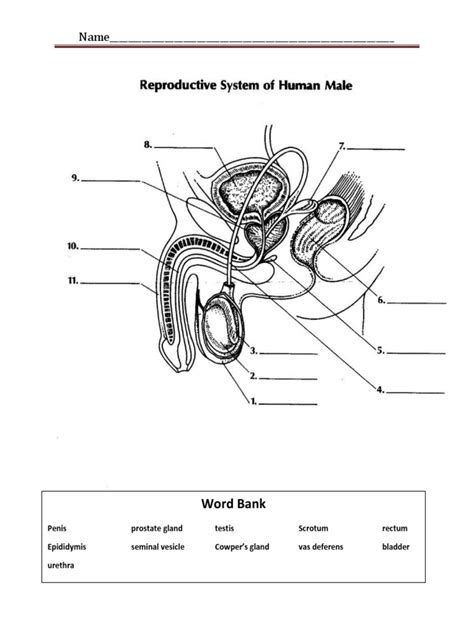 Male Reproductive System - Labeling | PDF