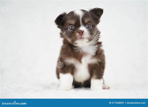 Cute Tiny Chocolate Brown Chihuahua Puppy on White Blanket Stock Image ...