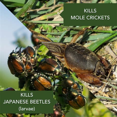 Image result for Bio-Advanced Grub Control