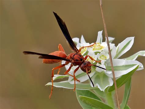 Red Wasp Queen