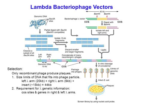 Cloning Vector Examples 的图像结果