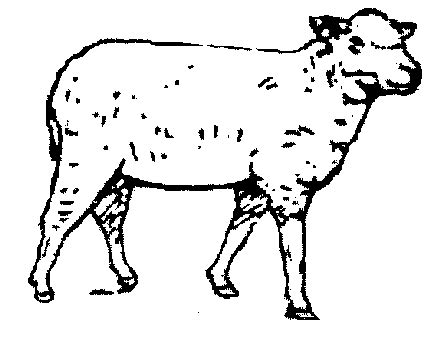 Schaap