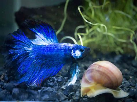 Finding Harmony: 14 Perfect Companions for Your 5-Gallon Betta Tank