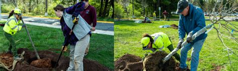 Image result for Tree-Planting Program Design