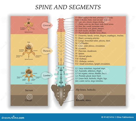 Human Spine in Front, Diagram with the Name and Description of All Sections of the Vertebrae and ...