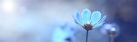 Close-up Photography Tips & Advice | Adobe