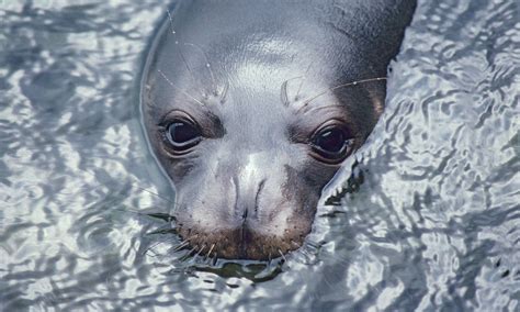 Caribbean Monk Seal Habitat