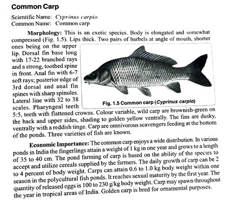 Common carp - Common Carp Scientific Name: Cyprinus carpio Common Name ...