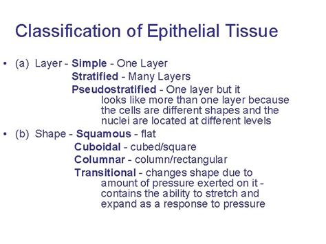 Image result for Epithelial Tissue Classification
