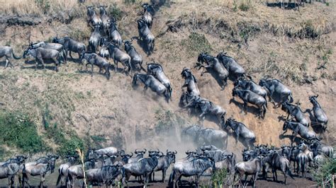 Wildebeest Migration From Space