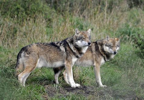 Image result for How Wolves Changed Yellowstone