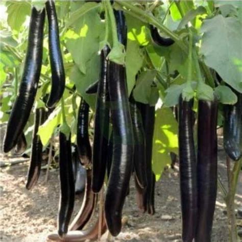 Buy Brinjal Black Long Seeds – High Yield, Early Maturing Variety