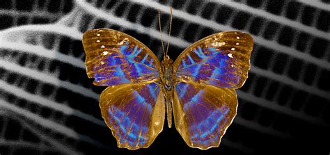 蝴蝶的身体结构示意图-图库-五毛网