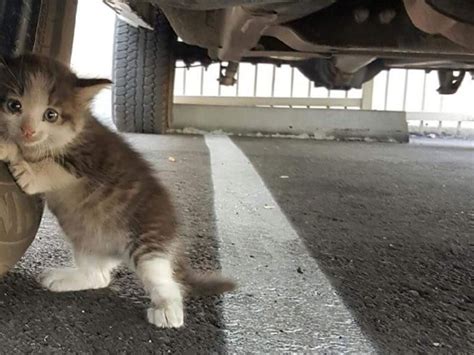 Por qué los gatos se esconden debajo de los autos | Cienradios