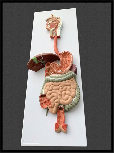 Image result for Digestive System Using Clay