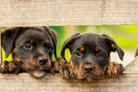 Cute Names For Rottweiler Puppies