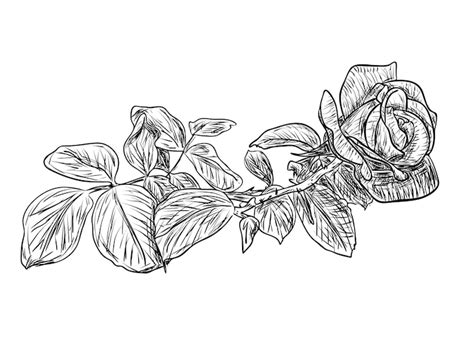 Ilustracja wektorowa, na białym tle szkic kwiat róży w czarno-białych ...