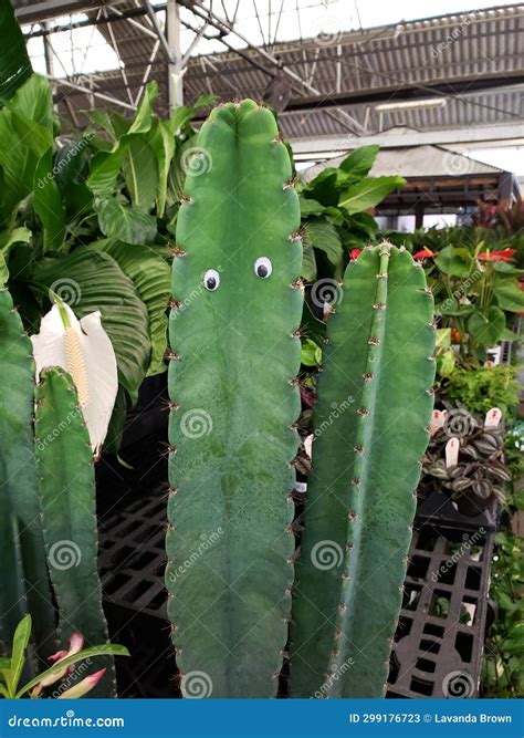 Image result for Exploding Cactus Prank