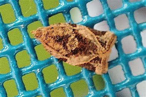 Neocalyptis affinisana | Moths