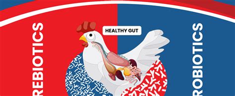 REFIT ANIMAL CARE Prebiotics and Probiotics Powder for Poultry, Chicken ...