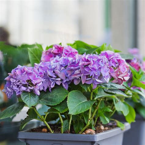 Hydrangeas In Pots
