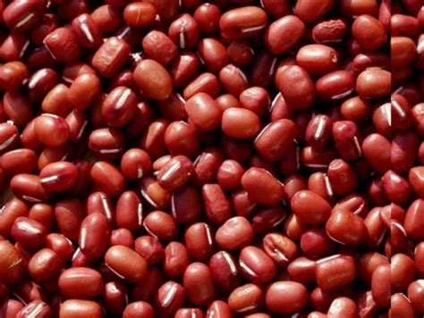 Desi Chori Red | P.D. International
