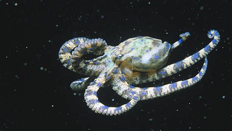世界上最毒的章鱼，蓝环章鱼(全身毒液可秒杀26人)_小狼观天下