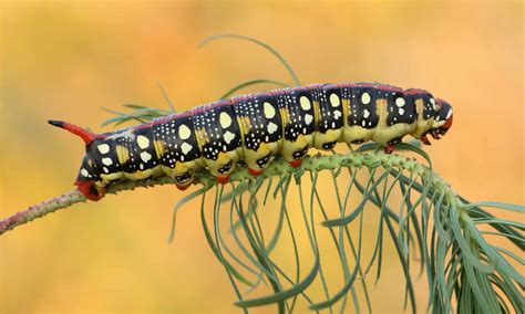 Hawk Moth Caterpillar Animal Pictures | A-Z Animals